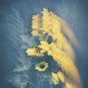 Sunflowers in Motion © Joyce Tenneson