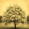 Blooming Tree © Joyce Tenneson