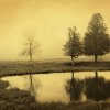 Trees & Pond © Joyce Tenneson